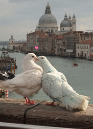 Gif animé amour colombes